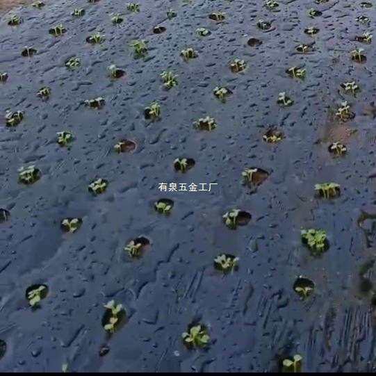 打孔地膜农用种植防草菜地玉米地开孔带孔薄膜黑膜银黑地膜免打孔