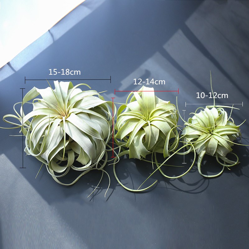 空气凤梨无土植物霸王稀有室R内绿植盆栽花卉