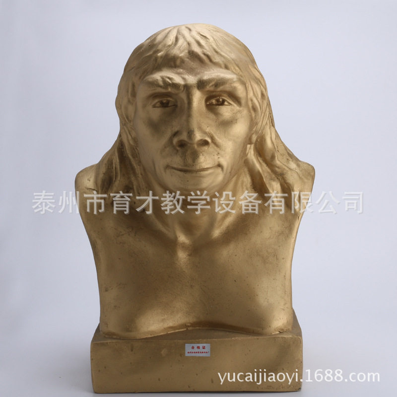 北京猿人头像北京人头部模型教学仪器历史模型史地仪器