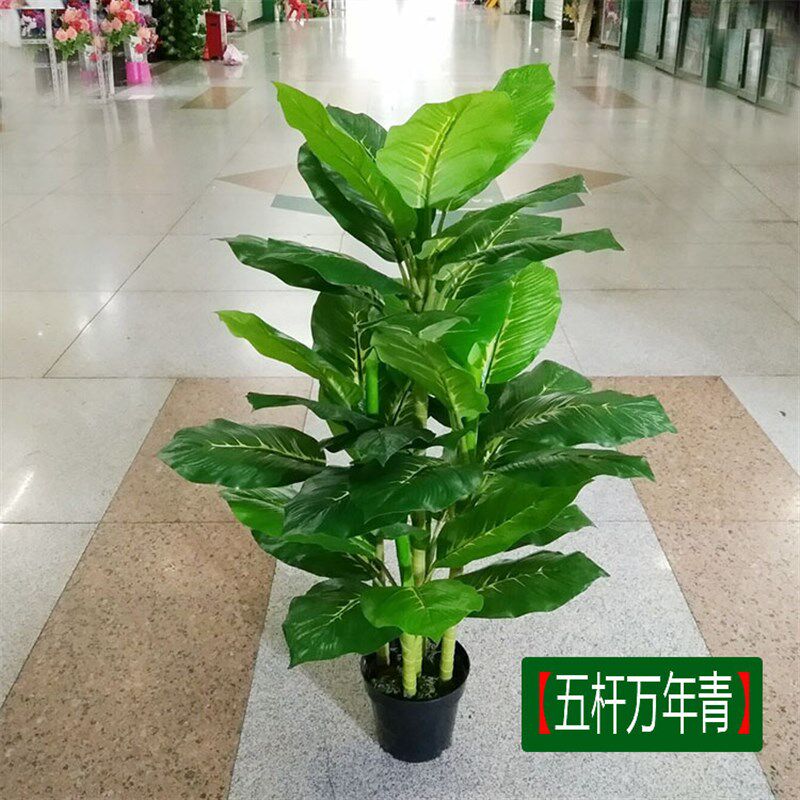 厂家仿真万年青绿钻树盆景绿植盆栽塑料室内酒店陈列装饰摆件