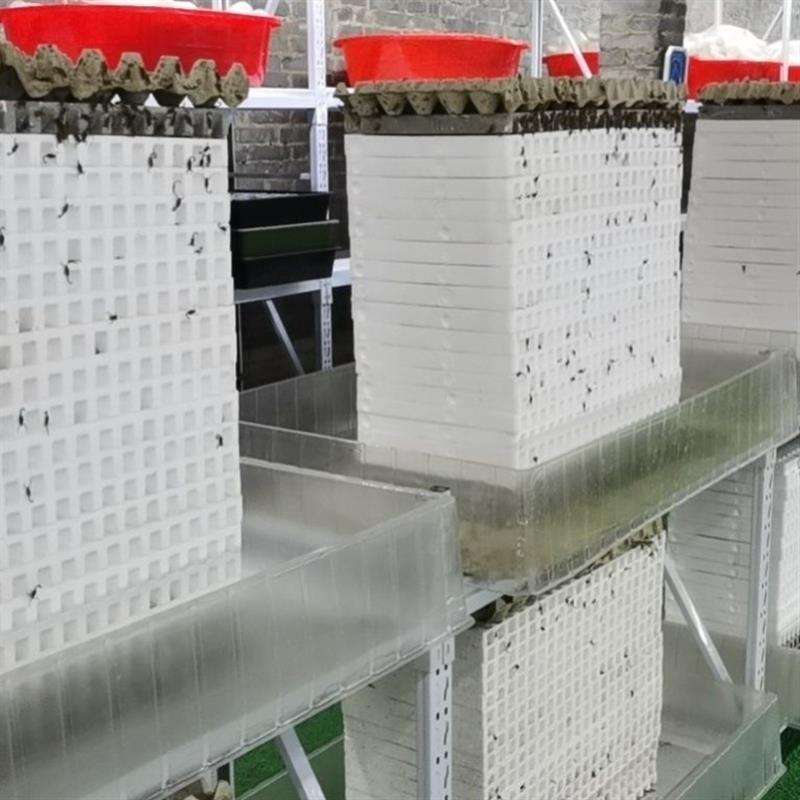 蝎子养殖蝎窝蝎苗二龄三龄四龄繁殖退皮群脱多功能泡沫养殖盒工具