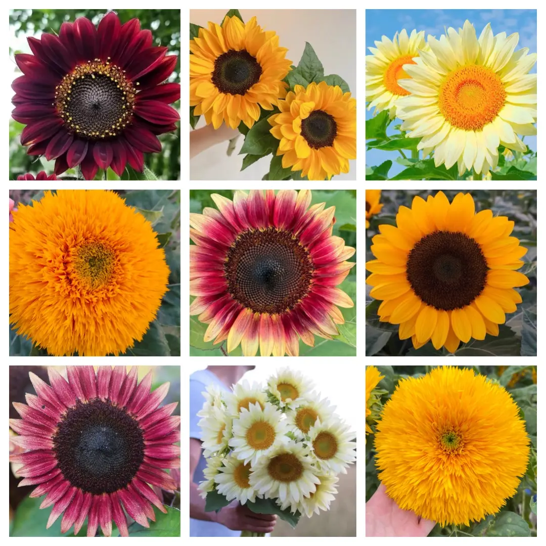 【下单立减50】向日葵种籽花种耐热花卉观赏葵花矮秆葵花种籽ZF