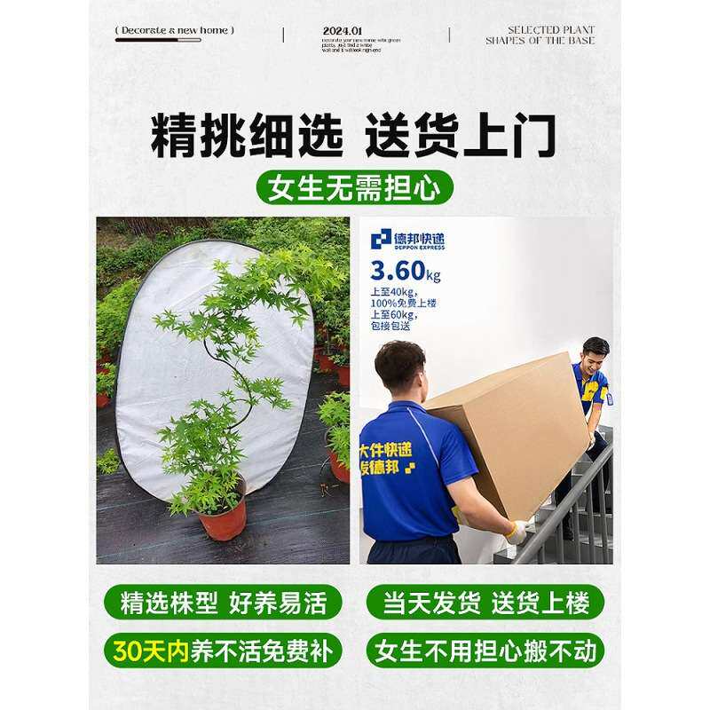 黄金流泉枫盆栽绿植室内大型自然美家居造型枫树禄植客厅植物盆栽
