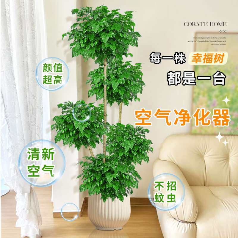 幸福树客厅盆栽大型绿植室内平安树吸甲醛四季常绿好养落地式植物