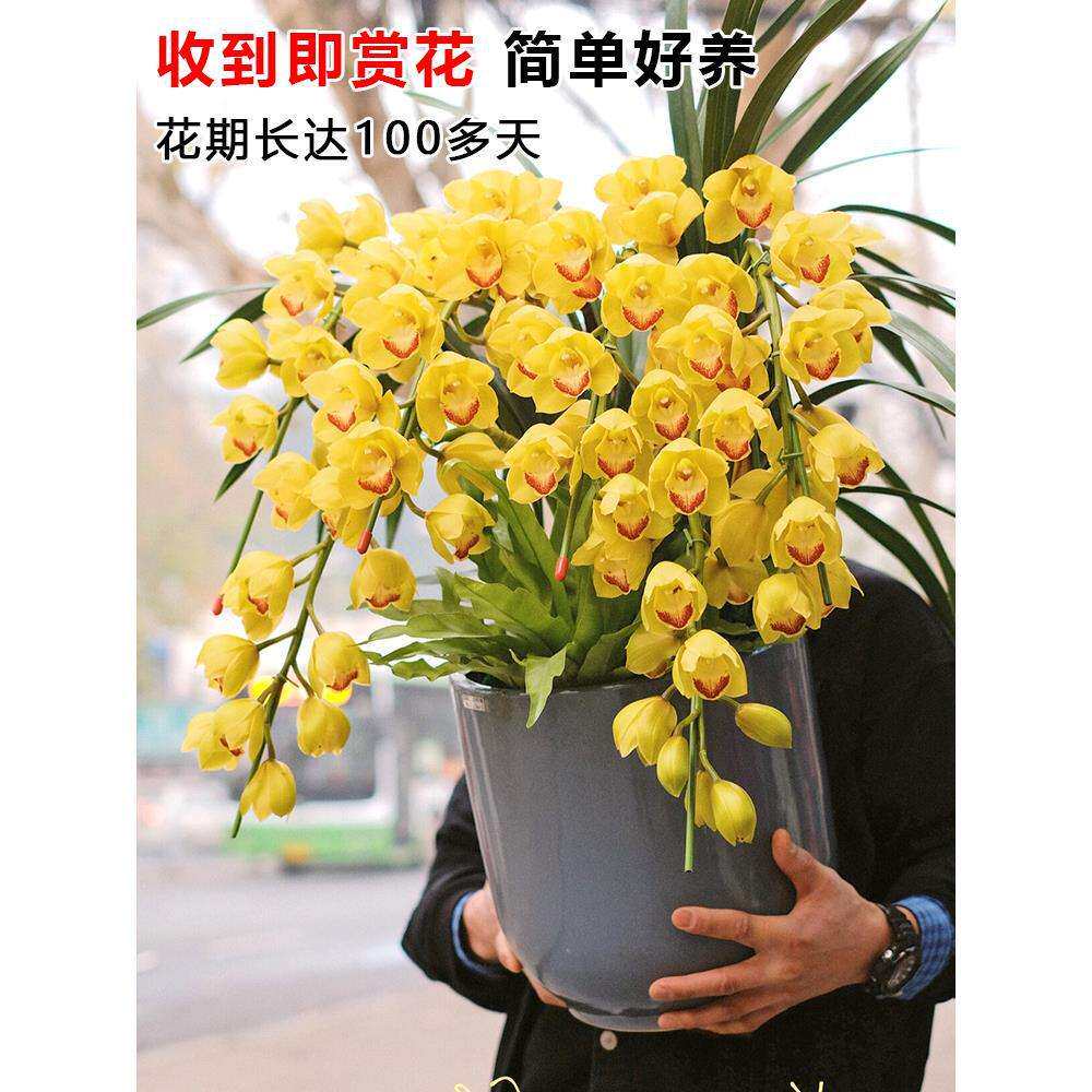 大花惠兰室内鲜花带花苞盆栽春节蕙兰新年宵过年耐寒耐冻花卉植物