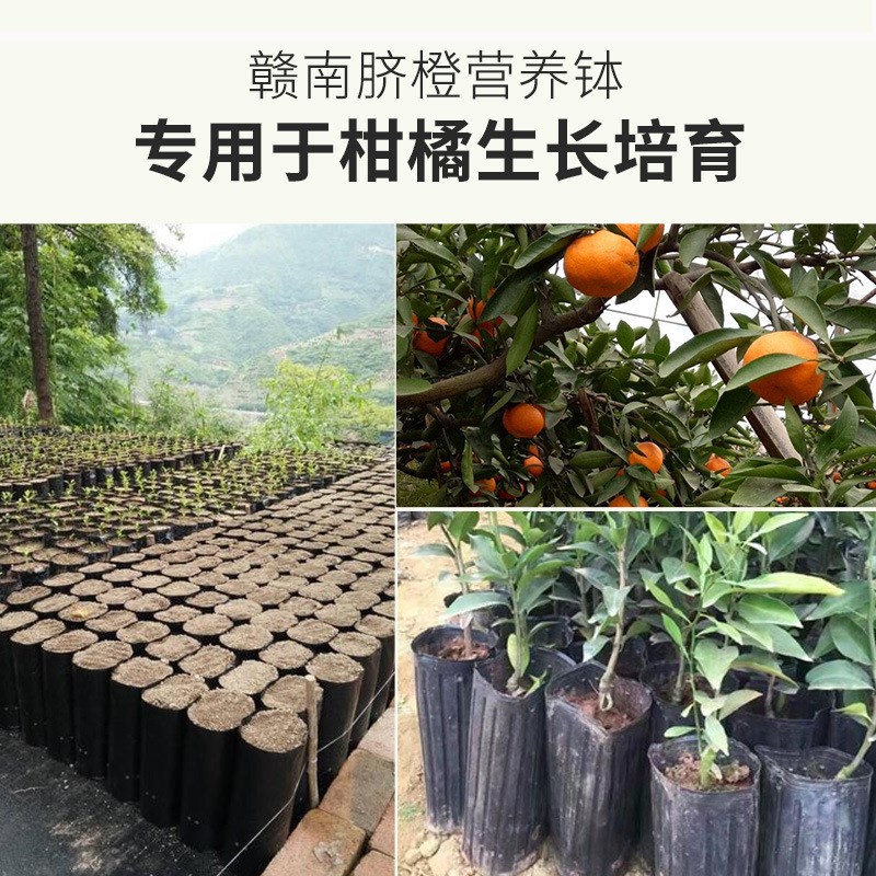 脐橙柑橘苗营养杯育苗杯一次性塑料育苗盆加高加厚方W口细长营养
