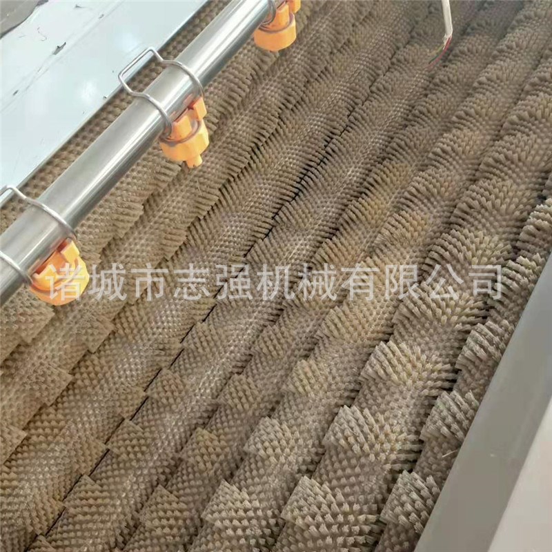 全自动土豆毛辊清洗机不锈钢毛辊清洗去L皮机红薯莲藕洋芋去皮机
