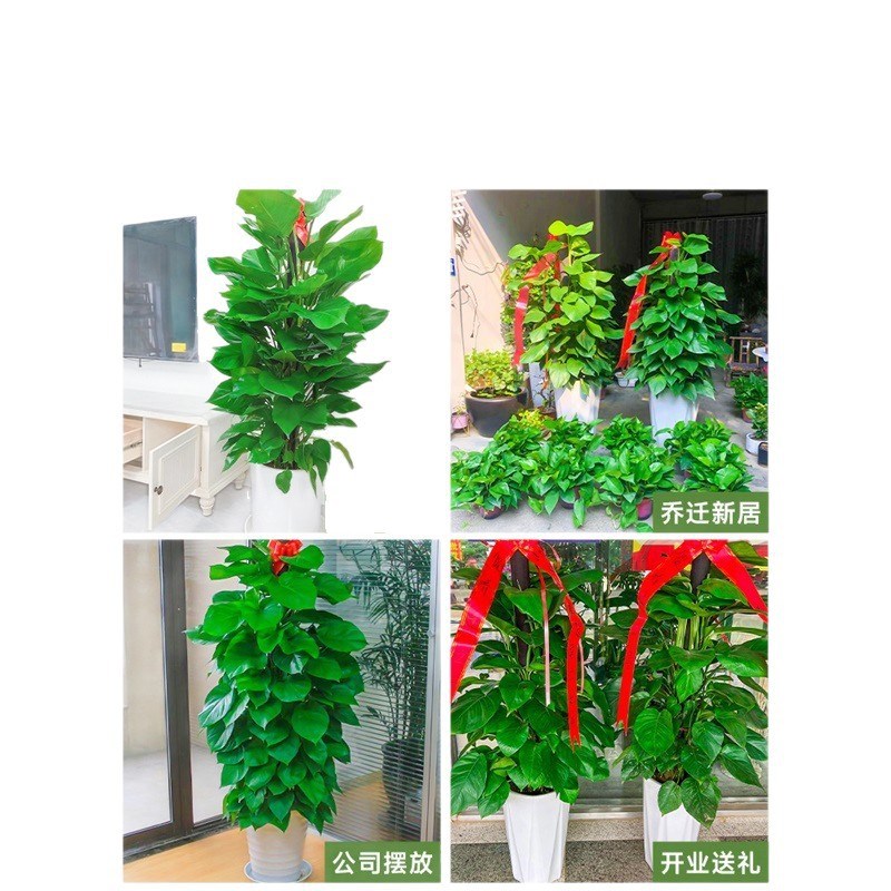 大叶绿萝柱盆栽i客厅大型绿植办公室内除甲醛净化空气新房好养绿