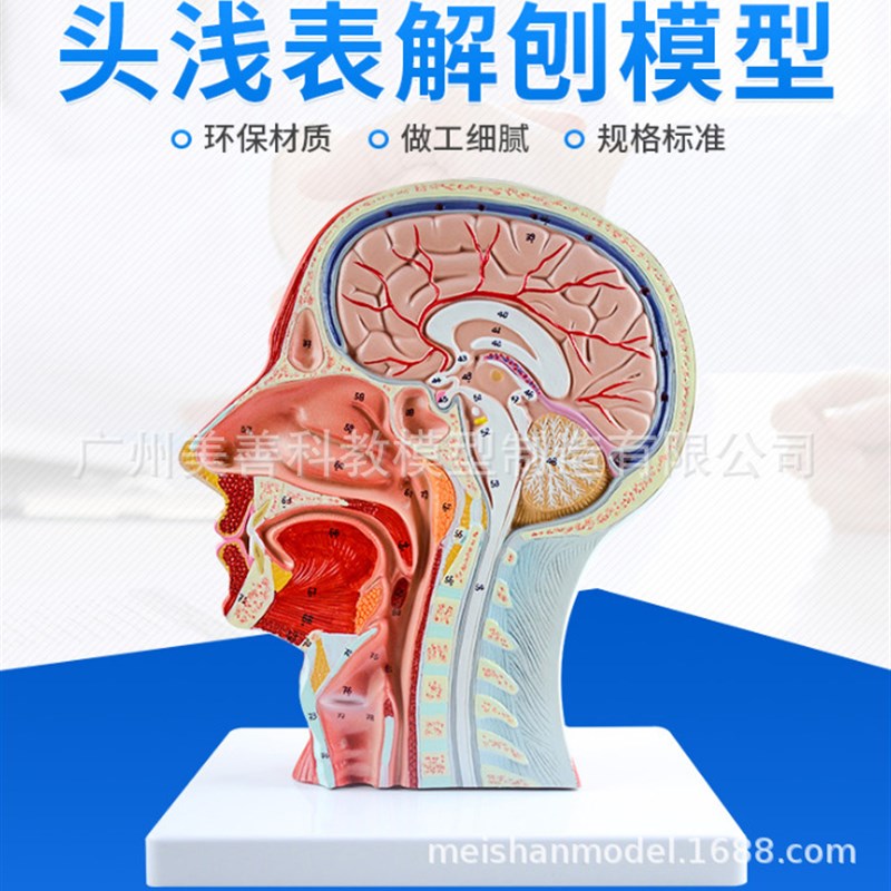 人体头部浅表神经血管模型 头部矢状剖面切面附血.管神经模型