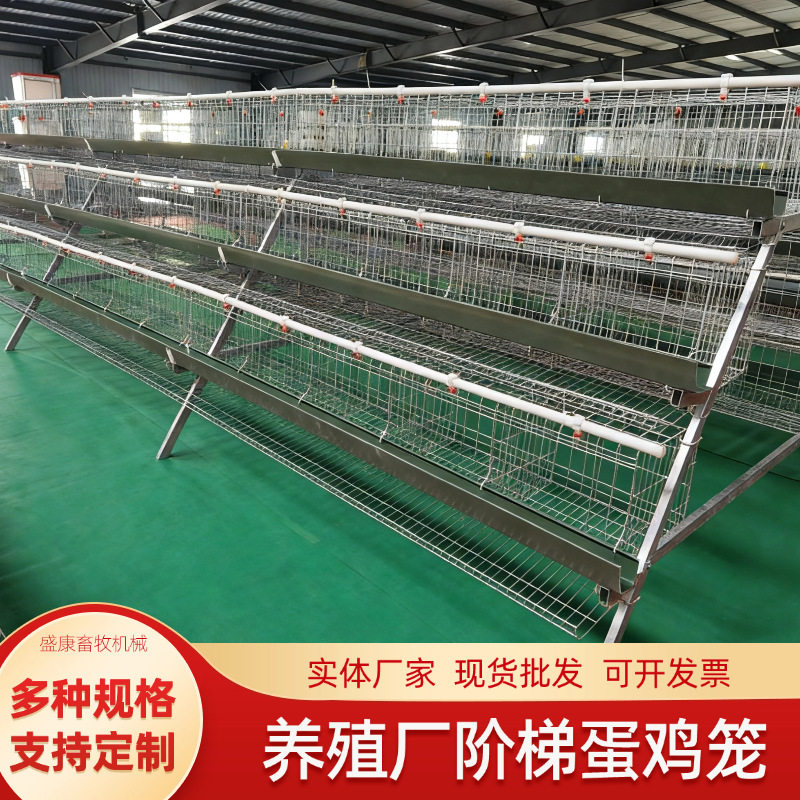 阶梯式蛋鸡笼多层养鸡设备接溜滑产蛋养殖场用自动滚蛋鸡笼子