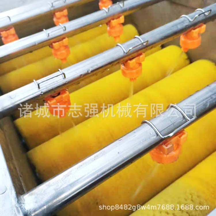 芭蕉叶毛辊洗叶机蒲扇白菜叶类