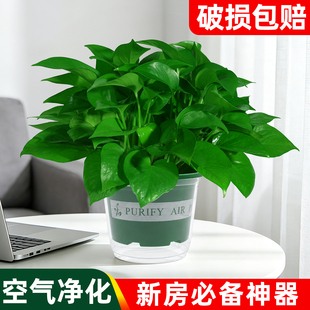 绿萝室内盆栽桌面绿植新房除甲醛净化空气办公室水培植物大叶绿萝