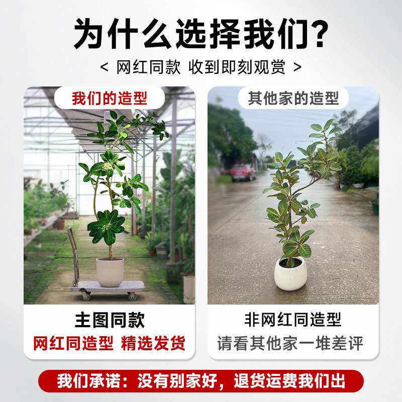 网红孟加拉榕盆栽客厅绿植室内大型旺宅树黄金榕高山榕树落地真花