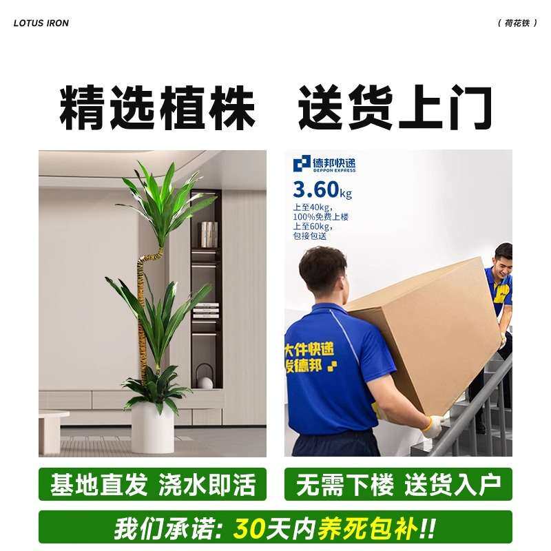 荷花铁美人客厅绿植荷兰铁盆栽龙血树室内大型植物四季好养活禄植