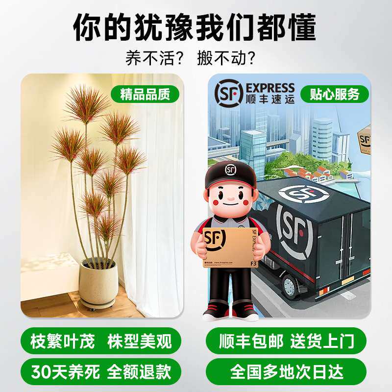 千年木客厅绿植大型植物盆栽室内七彩铁龙血树落地式好养真树造景