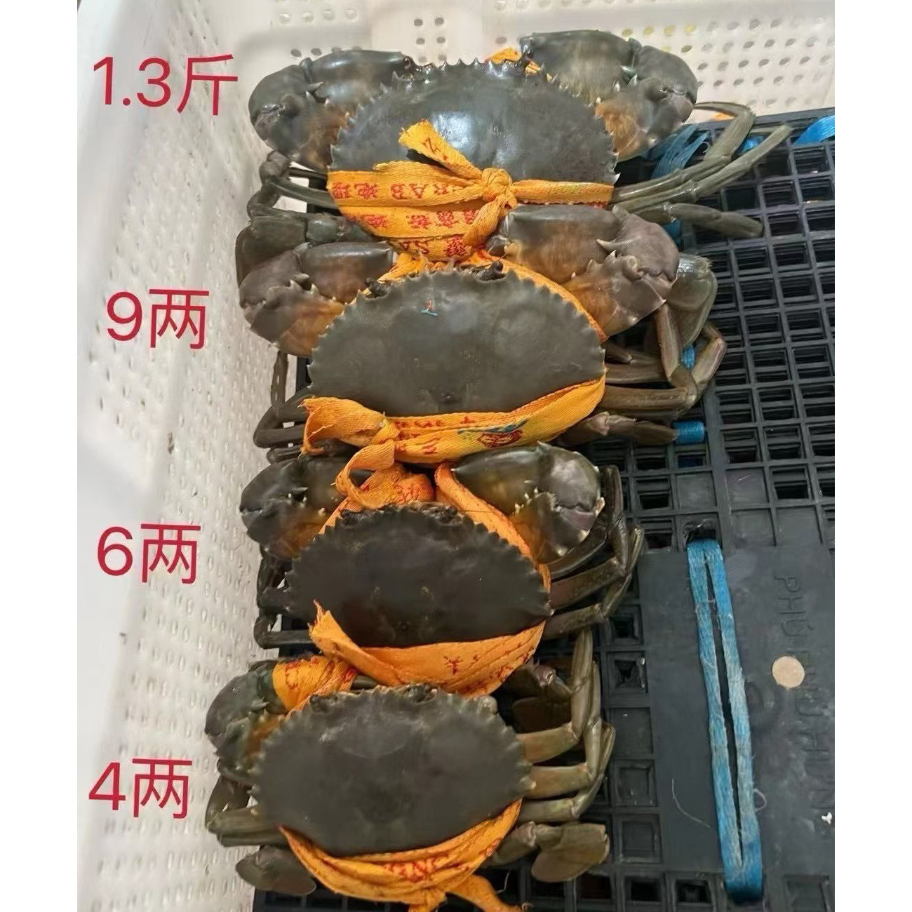 【两斤起】台州三门青蟹鲜活海蟹9两大螃蟹 送礼盒装 顺丰次日达