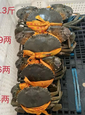 【两斤起】台州三门青蟹鲜活海蟹9两大螃蟹 送礼盒装 顺丰次日达