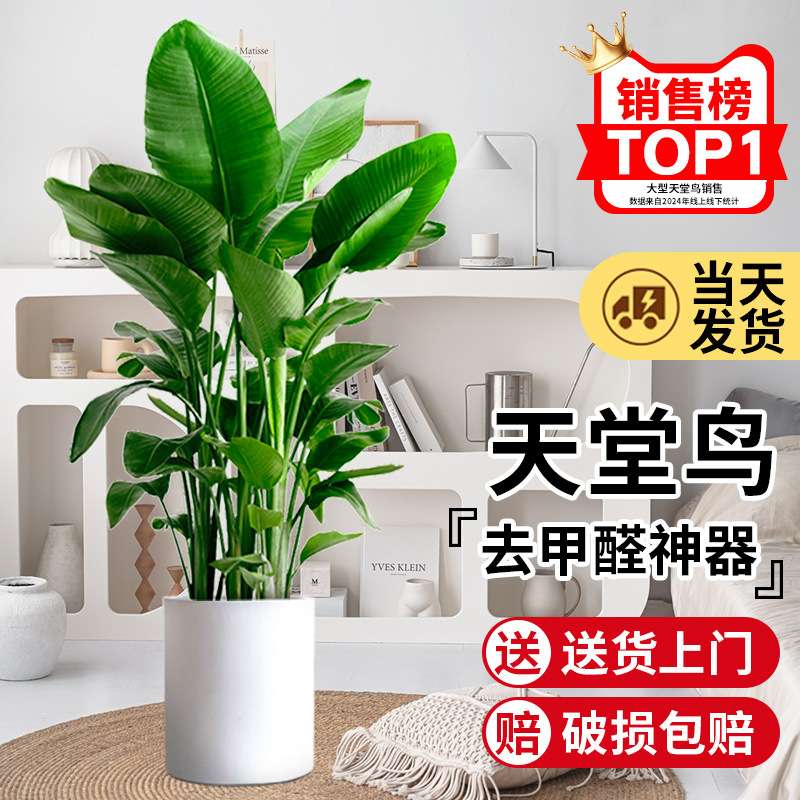 天堂鸟盆栽客厅大型绿植室内旺宅植物花卉办公室大叶鹤望兰去甲醛