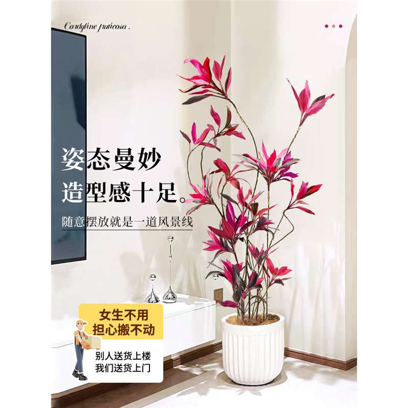 红叶朱蕉盆栽大型绿植办公室内客厅落地式真花吸甲醛旺宅四季常青