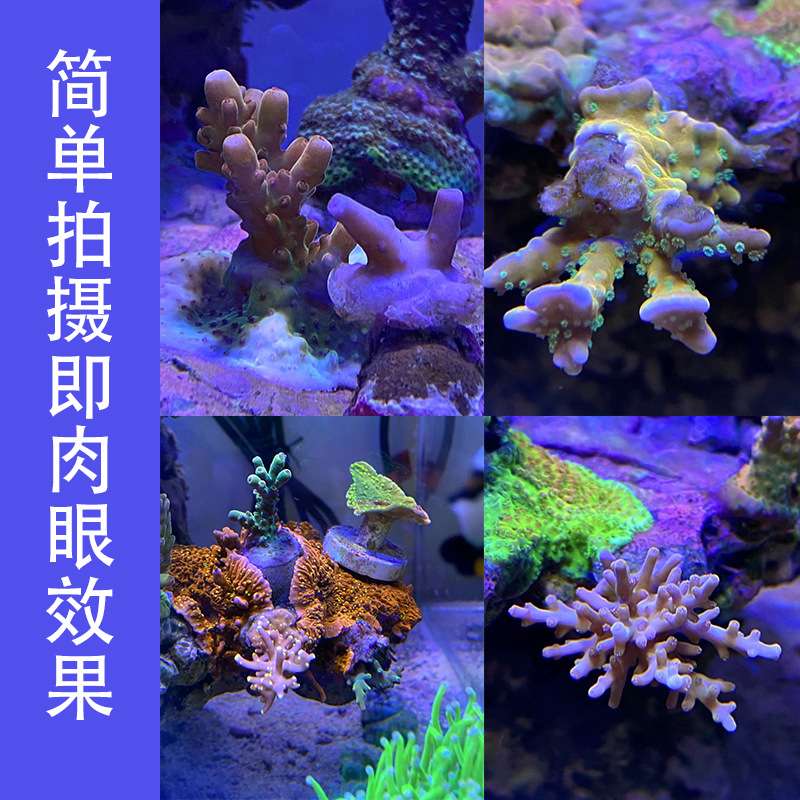 影魔奇海缸珊瑚滤镜除蓝光拍照还原真实色彩多层镀膜大孔夹子镜片