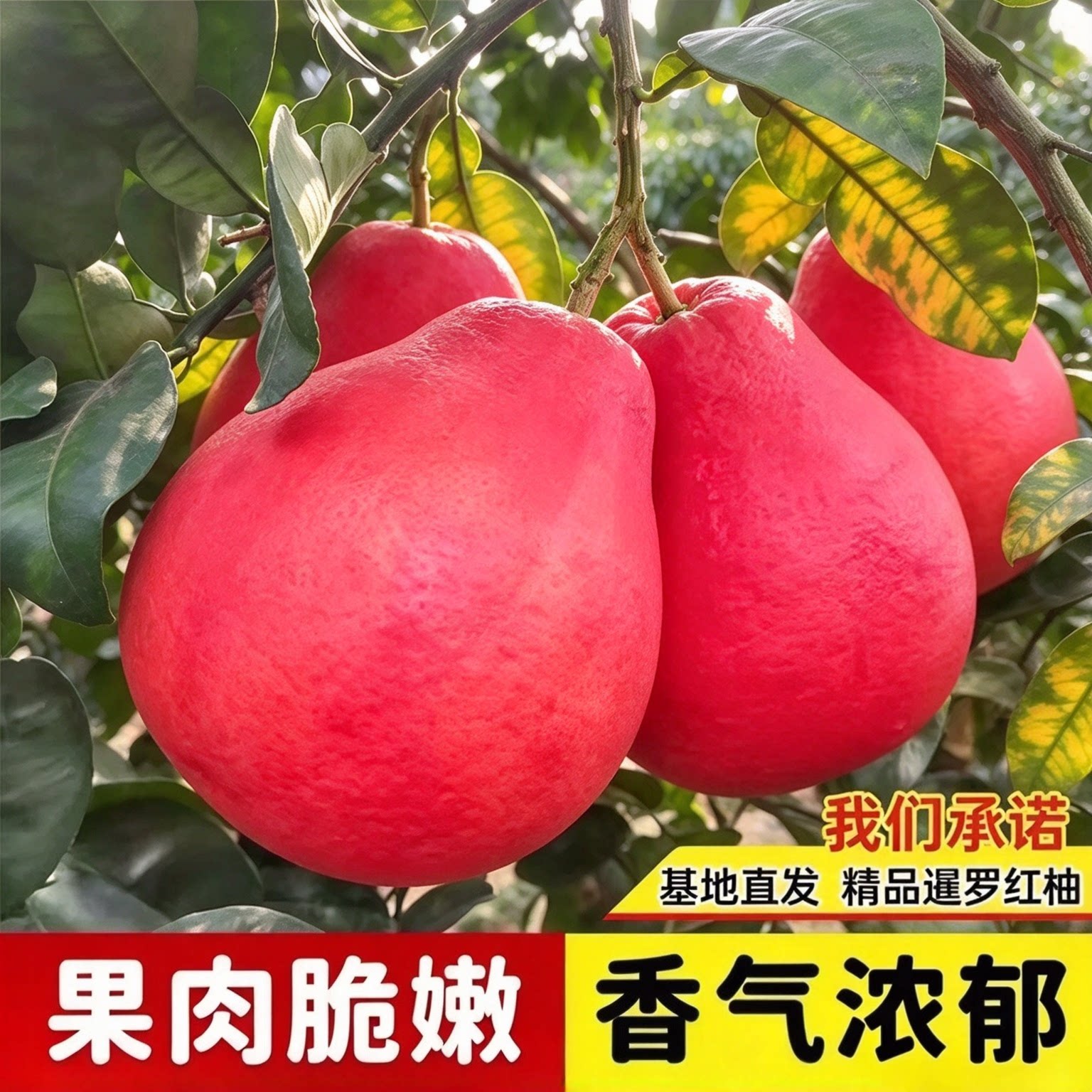 【正宗暹罗红柚树苗】红柚苗盆栽地栽南北方庭院阳台嫁接蜜柚果wy