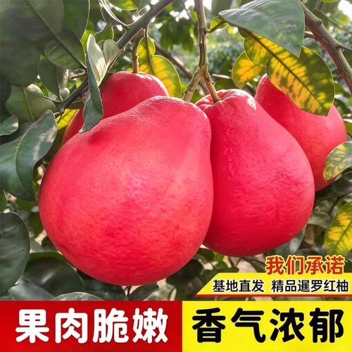 【正宗暹罗红柚树苗】红柚苗盆栽地栽南北方庭院阳台嫁接蜜柚果wy