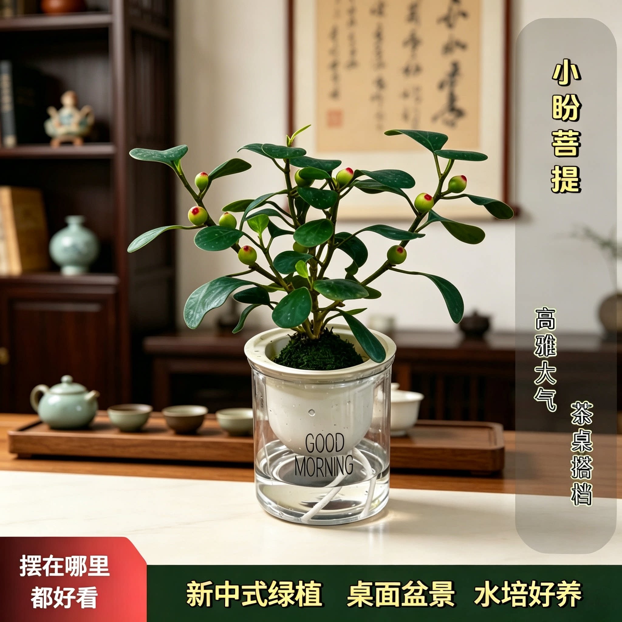 【下单立减50】小盼菩提盆栽精品禅意植物室内绿植客厅摆件好养wy