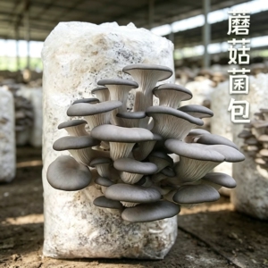 【香菇菌包】农友推荐抗热耐寒四季室内外易种植wy