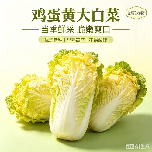 黄心大白菜种子北京小杂早熟包心大白菜种子春秋播种高产SH2