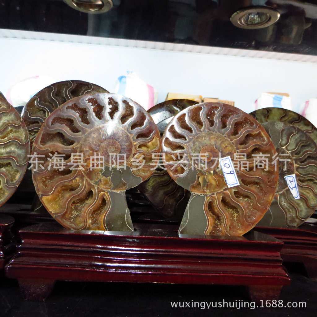 天然 斑彩螺原石 玉化螺 化石螺 开片螺摆件 一对