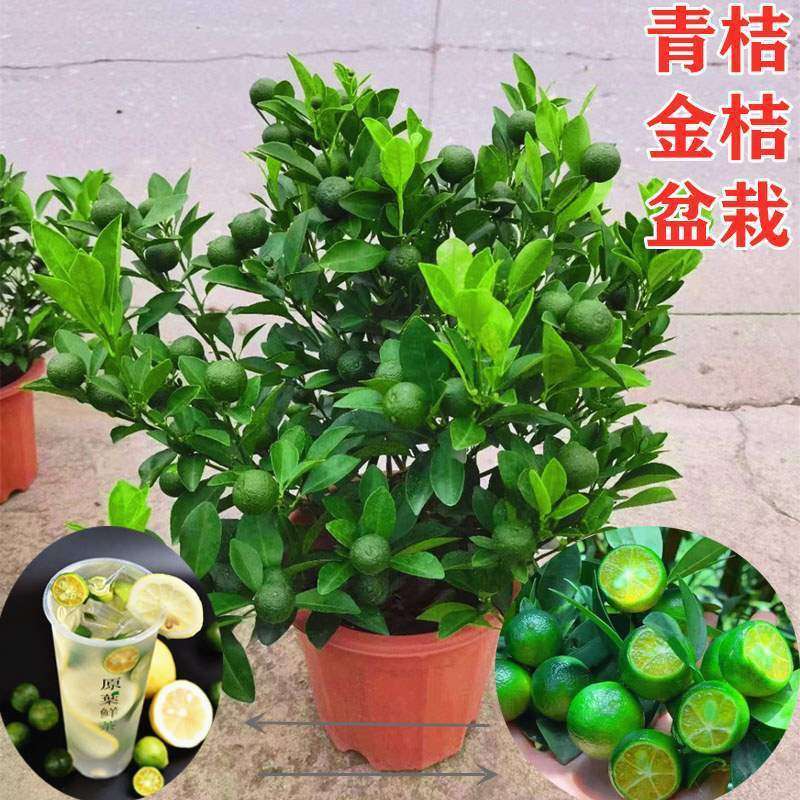 四季金桔树盆栽脆皮金桔开花结果橘子树带果发货适用客厅阳台庭院