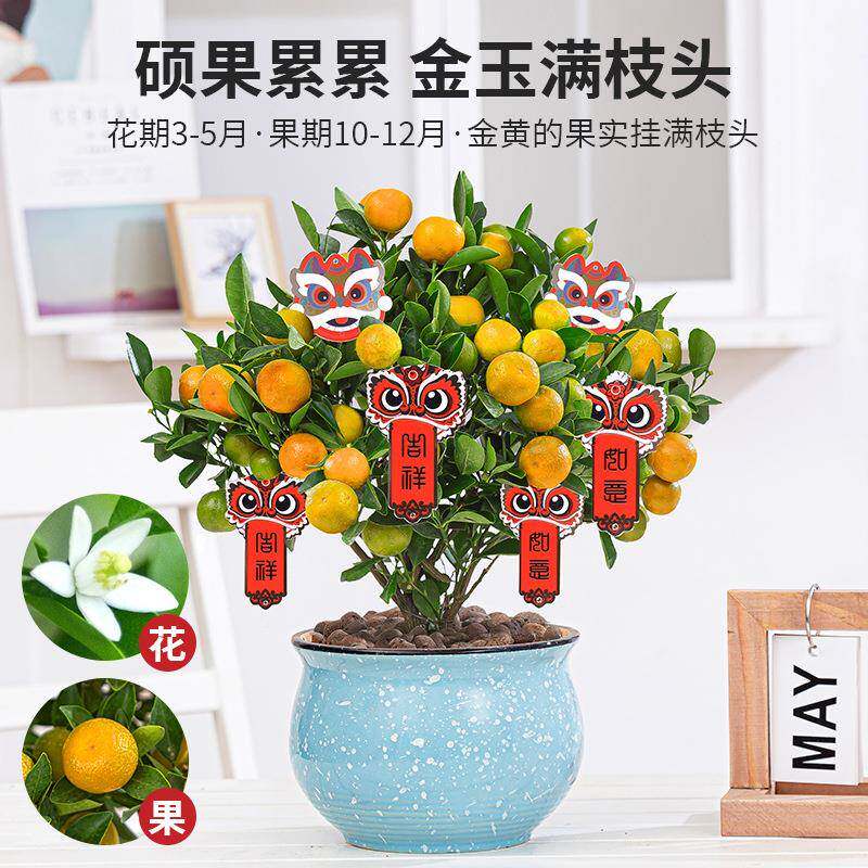 金桔树盆栽室内阳台客四季招财庆橘子盆栽好养EVW厅绿植年花卉喜