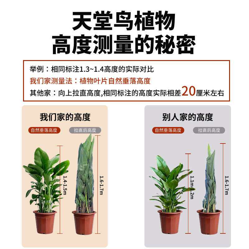 天堂鸟绿植室内客厅大型盆栽植物办公室花卉鹤望兰新房吸甲醛好养