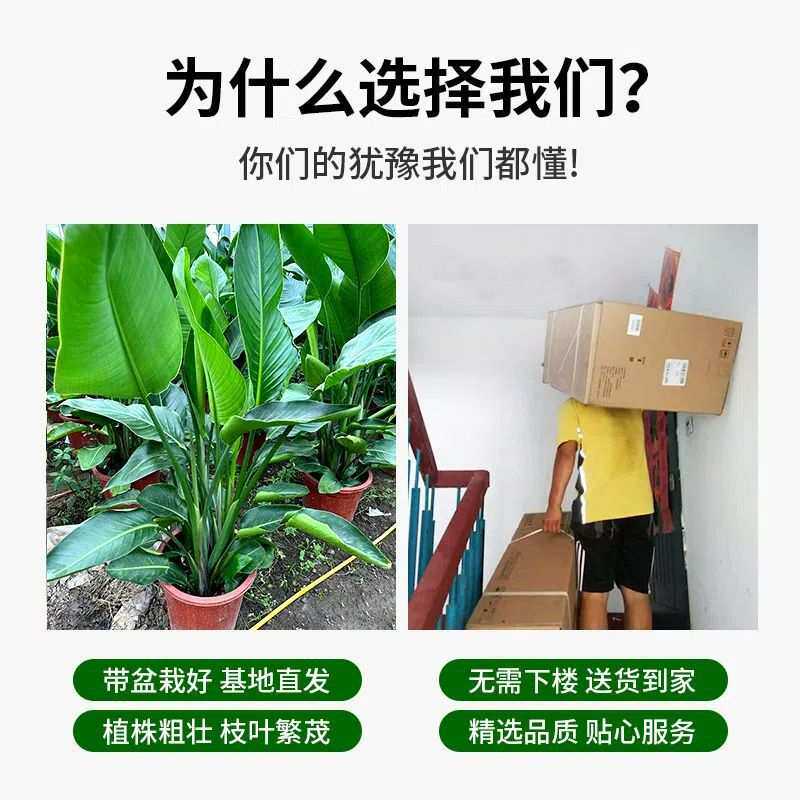 天堂鸟盆栽室内客厅大型绿植办公室大叶植物花卉鹤望兰去甲醛新房