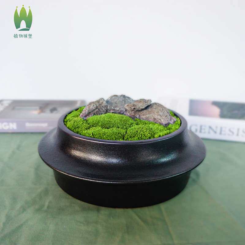 苔藓微观植物盆栽禅意桌面绿植盆栽日式青苔创意盆景新中式摆件