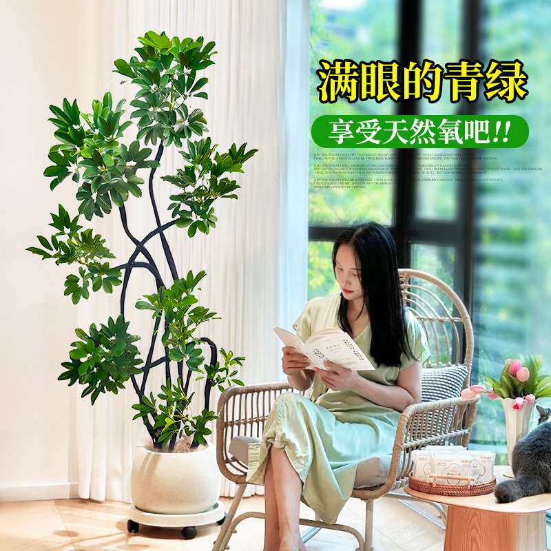 造型鸭脚木客厅大盆栽鸭掌木大型绿植室内旺宅树落地真花好养禄植
