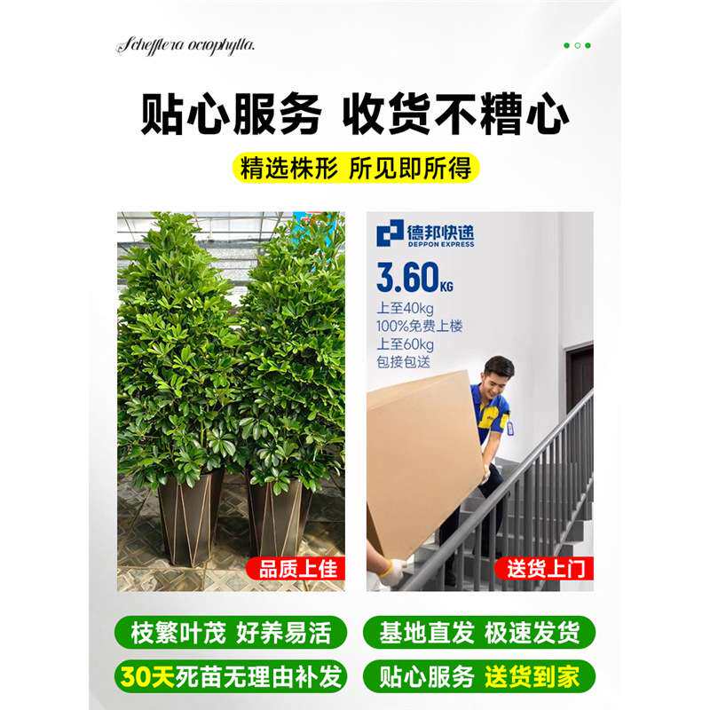鸭脚木盆栽客厅绿植八方来财鸭掌木花卉室内大型七叶莲植物发财树