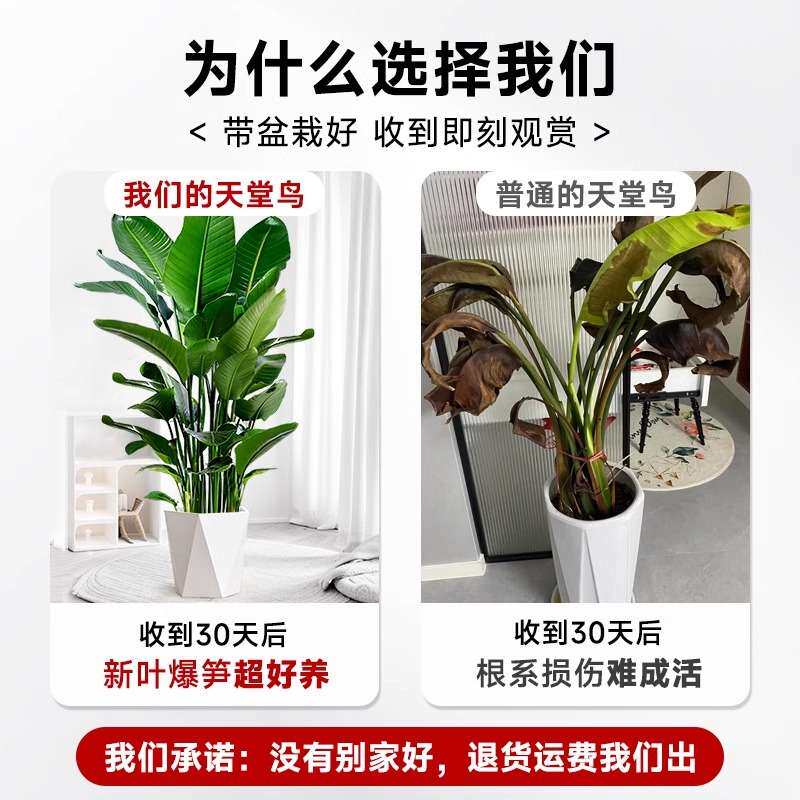天堂鸟盆栽客厅办公室内大型绿植四季花卉大叶植物新房家用吸甲醛