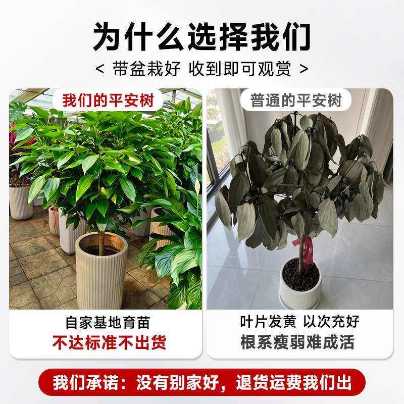 平安树室内客厅盆栽吸甲醛幸福树好养真盆景旺宅植物大绿植真花