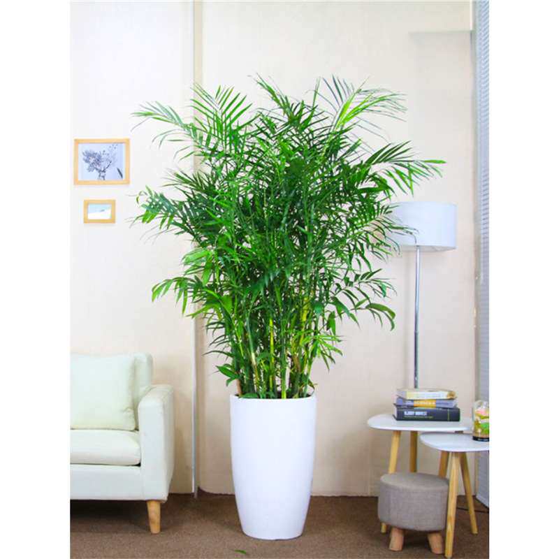 夏威夷竹子盆栽凤尾竹散尾葵室内客厅大型绿植盆景植物椰子树