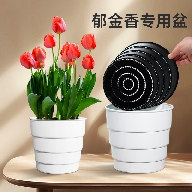 美莳郁金香专用花盆透气控根青山种球树脂非水培杯子土培盆栽种植图片
