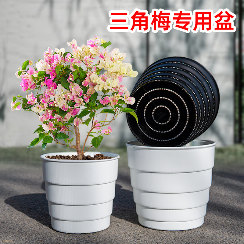 美莳三角梅专用花盆大号透气塑料控根专业无花果树老桩高飘青山盆图片