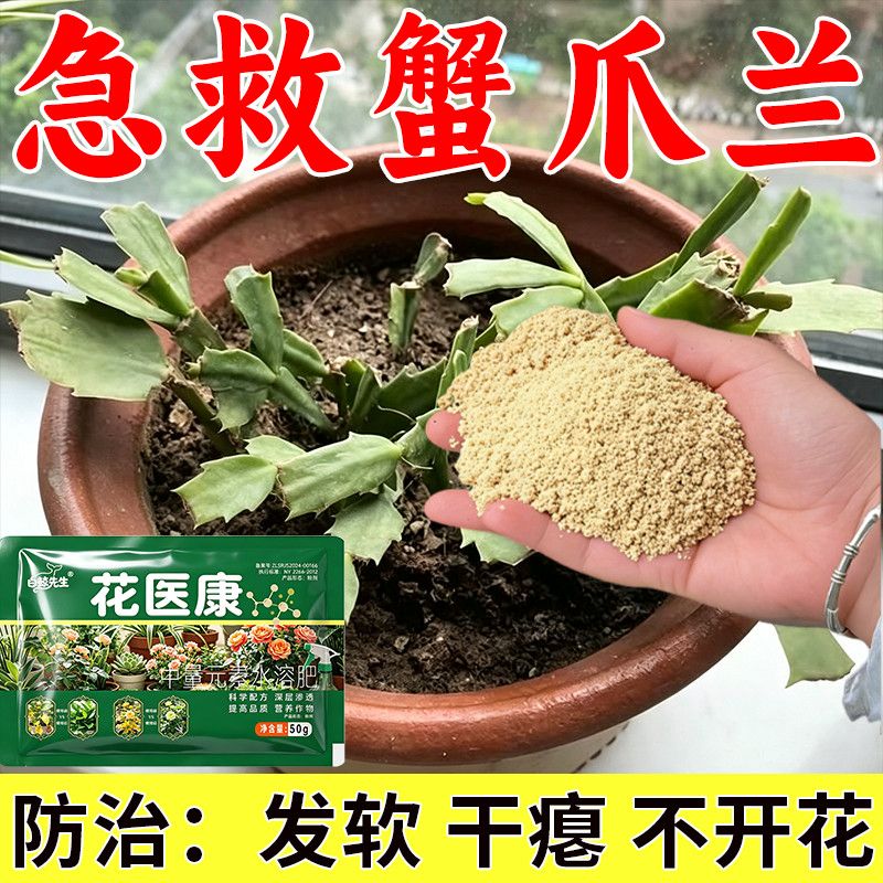 三角梅月季兰花多肉白粉植物黄叶
