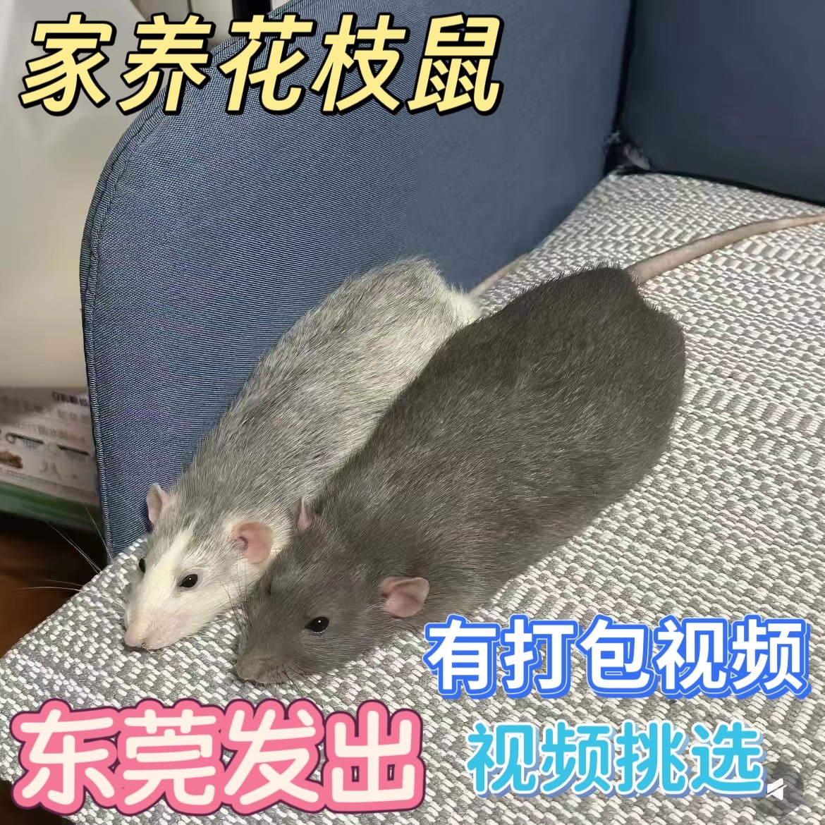 【广东发出】家养可爱花枝鼠俄蓝仓鼠