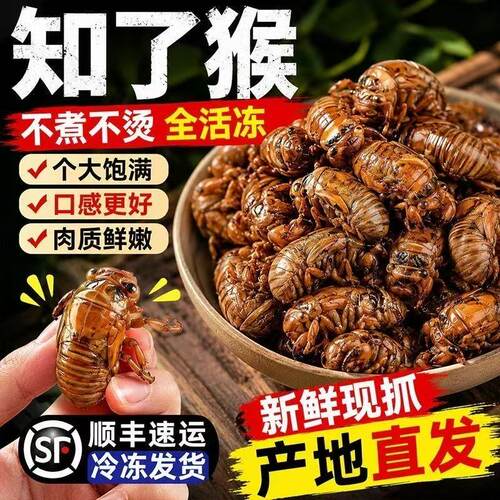 2026山东特产新鲜知了猴大金蝉