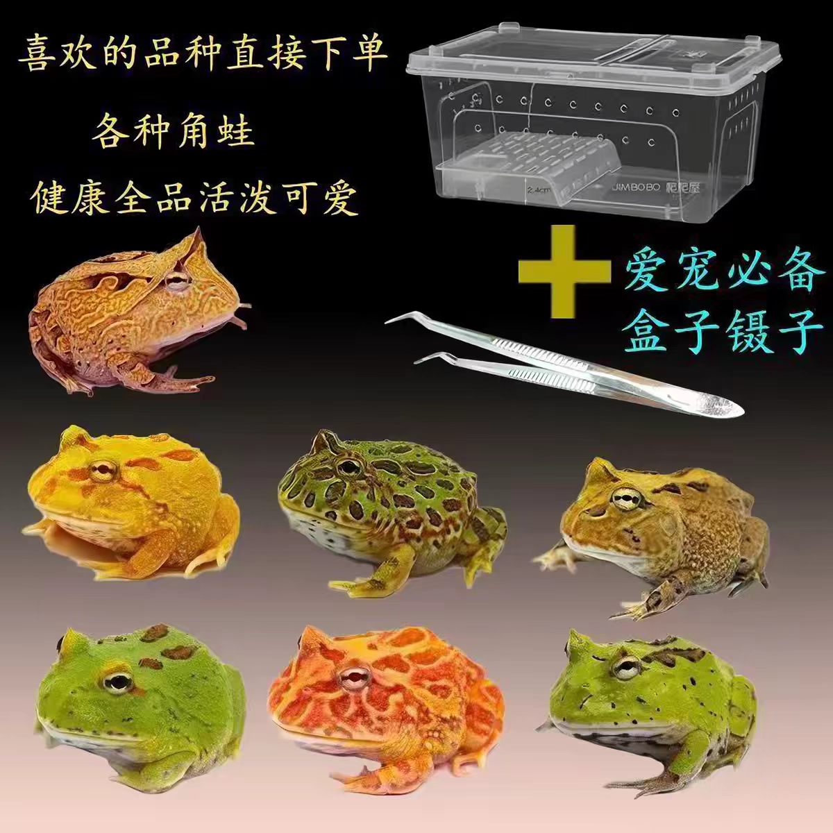 角蛙活体宠物黄金角蛙绿蛙角蛙泥蛙