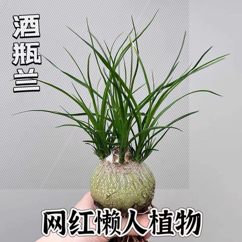 酒瓶兰多头盆栽绿植网红款懒人花卉室内外好养多年生精品桌面书房