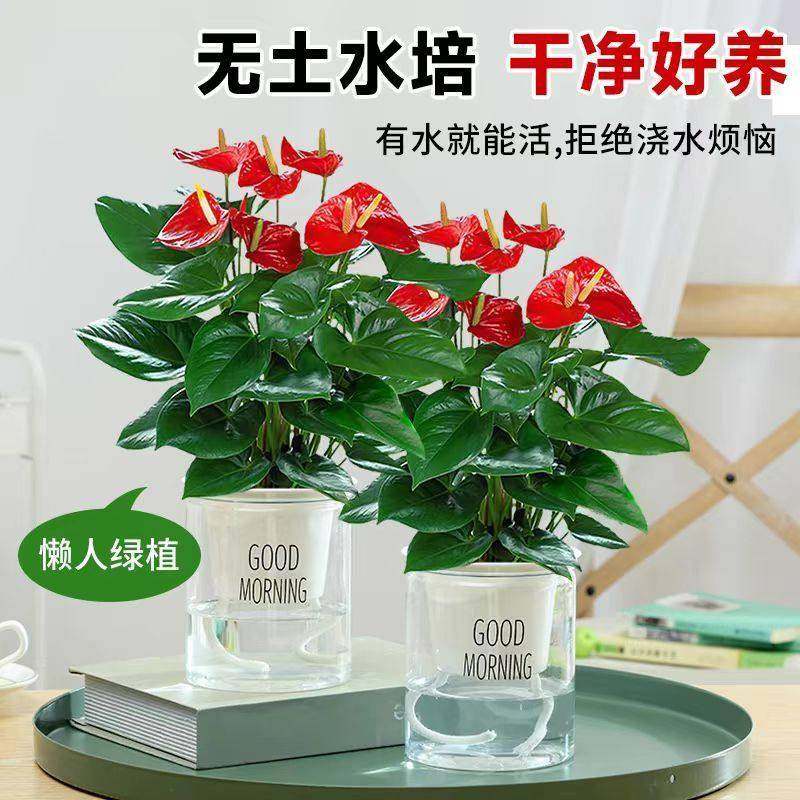 水红掌盆花植卉花养物室内水培栽白掌绿植盆栽新手好带花培发货