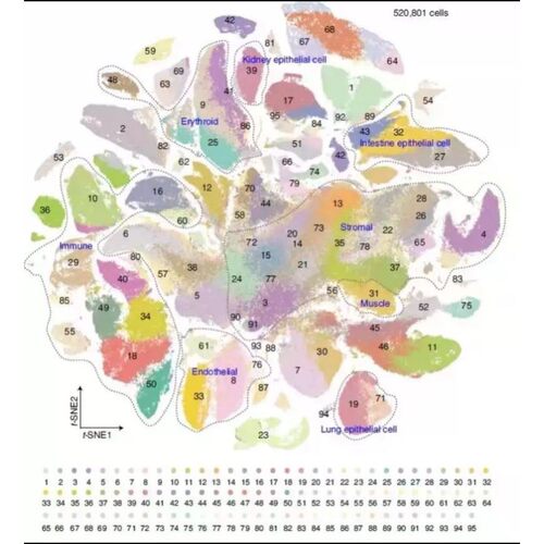 单细胞转录组scRNA-seq全代码流程. 全部代码均有详细中文注释