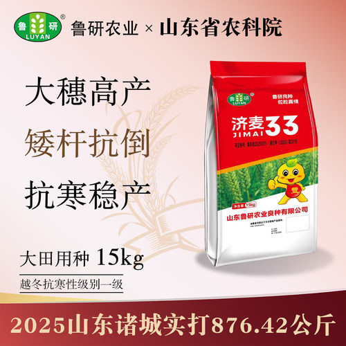 农科院大穗高产新品种！矮杆抗寒